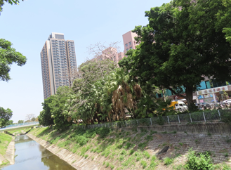 A river with trees and buildings in the background

AI-generated content may be incorrect.