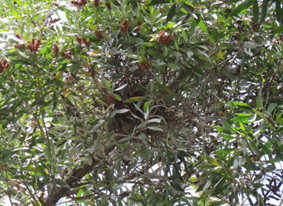A tree with green leaves

AI-generated content may be incorrect.