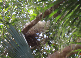 A bird in a tree

AI-generated content may be incorrect.