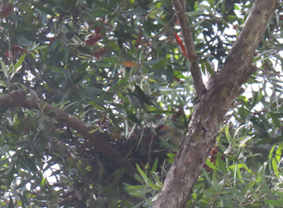 A tree with green leaves

AI-generated content may be incorrect.