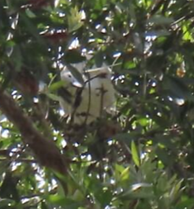 A bird in a tree

AI-generated content may be incorrect.