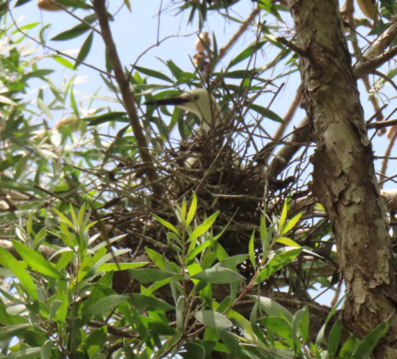 A bird nest in a tree

AI-generated content may be incorrect.