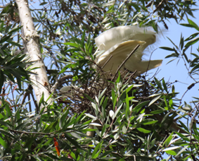 A bird in a tree

AI-generated content may be incorrect.