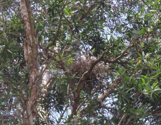 A white bird in a tree

AI-generated content may be incorrect.