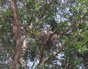 A bird in a nest

AI-generated content may be incorrect.