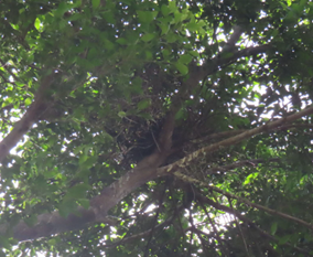 Looking up a tree with many branches and leaves

AI-generated content may be incorrect.