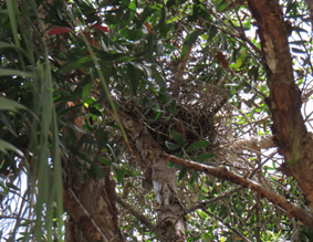 A bird nest in a tree

AI-generated content may be incorrect.
