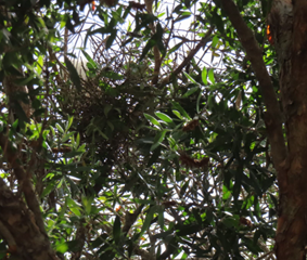 A tree branches with green leaves

AI-generated content may be incorrect.