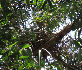 A tree with green leaves

AI-generated content may be incorrect.