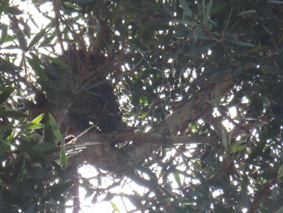 A tree with green leaves

AI-generated content may be incorrect.