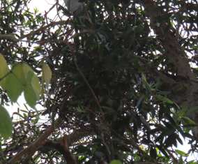 A tree with many leaves

AI-generated content may be incorrect.