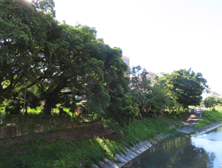 A river with trees and grass

AI-generated content may be incorrect.