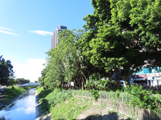 A river with trees and plants

AI-generated content may be incorrect.