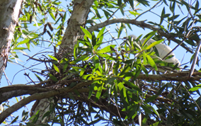 A tree with green leaves

AI-generated content may be incorrect.