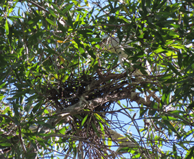 A tree with green leaves

AI-generated content may be incorrect.