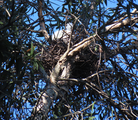 A bird nest in a tree

AI-generated content may be incorrect.