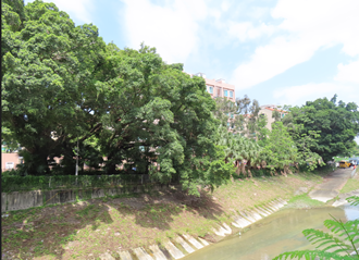 A river with trees and buildings in the background

AI-generated content may be incorrect.
