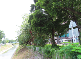A row of trees along a river

AI-generated content may be incorrect.