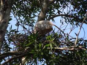 A bird in a tree

AI-generated content may be incorrect.