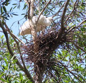 A bird in a nest in a tree

AI-generated content may be incorrect.
