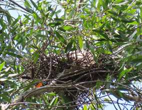 A nest in a tree

AI-generated content may be incorrect.