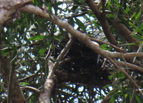 A tree with branches and leaves

AI-generated content may be incorrect.