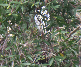 A bird in a tree

AI-generated content may be incorrect.