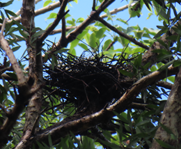 A nest in a tree

AI-generated content may be incorrect.