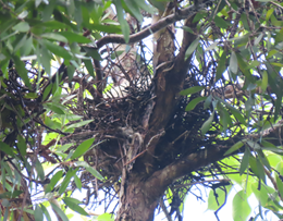 A bird nest in a tree

AI-generated content may be incorrect.