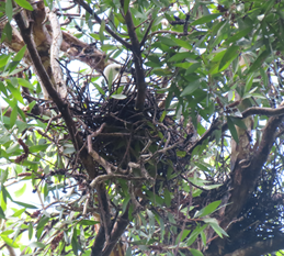 A nest in a tree

AI-generated content may be incorrect.