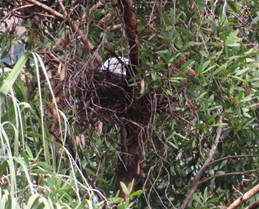 A bird in a nest in a tree

AI-generated content may be incorrect.