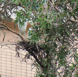 A bird in a nest in a tree

AI-generated content may be incorrect.