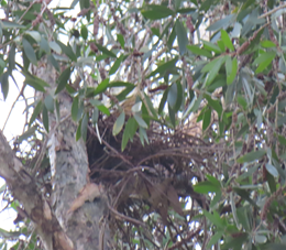 A tree with green leaves

AI-generated content may be incorrect.
