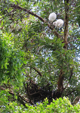 A tree with white fluffy flowers

AI-generated content may be incorrect.