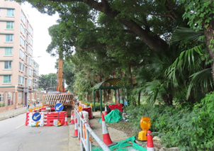 A road construction site with a tree and a road sign

AI-generated content may be incorrect.