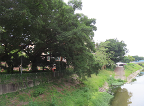 A tree next to a river

AI-generated content may be incorrect.