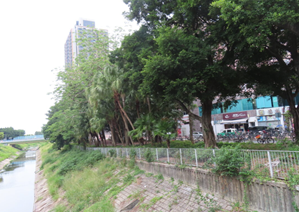 A row of trees along a river

AI-generated content may be incorrect.