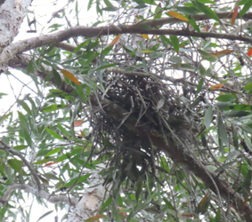 A nest in a tree

AI-generated content may be incorrect.