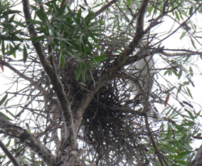 A bird nest in a tree

AI-generated content may be incorrect.
