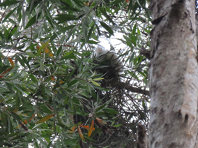 A cat in a tree

AI-generated content may be incorrect.