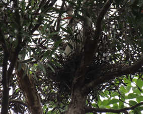 A nest in a tree

AI-generated content may be incorrect.