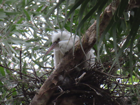 A bird in a tree

AI-generated content may be incorrect.