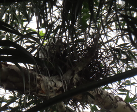 A tree branch with leaves

AI-generated content may be incorrect.