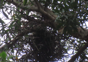 A bird nest in a tree

AI-generated content may be incorrect.
