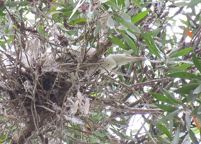 A bird in a tree

AI-generated content may be incorrect.