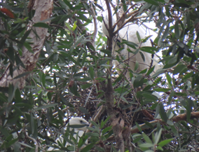 A group of birds in a tree

AI-generated content may be incorrect.