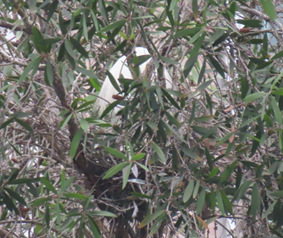 A bird in a tree

AI-generated content may be incorrect.