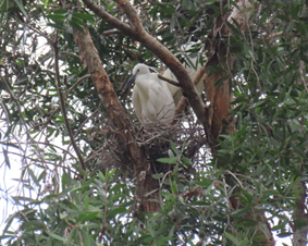 A bird in a nest in a tree

AI-generated content may be incorrect.