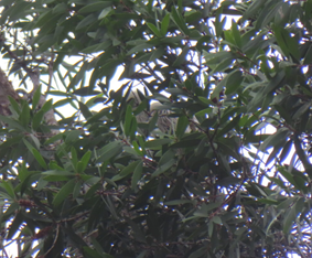 A tree with green leaves

AI-generated content may be incorrect.