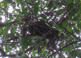 A nest in a tree

AI-generated content may be incorrect.